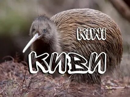 Киви какой род