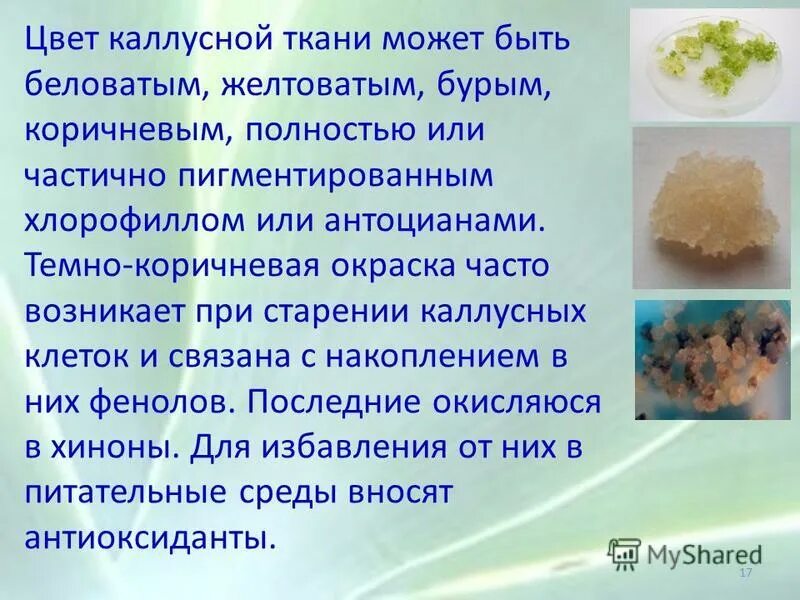 культура клеток растений каллус. каллусная культура клеток. рыхлая каллусная ткань. культура каллусных клеток. каллусная ткань.
