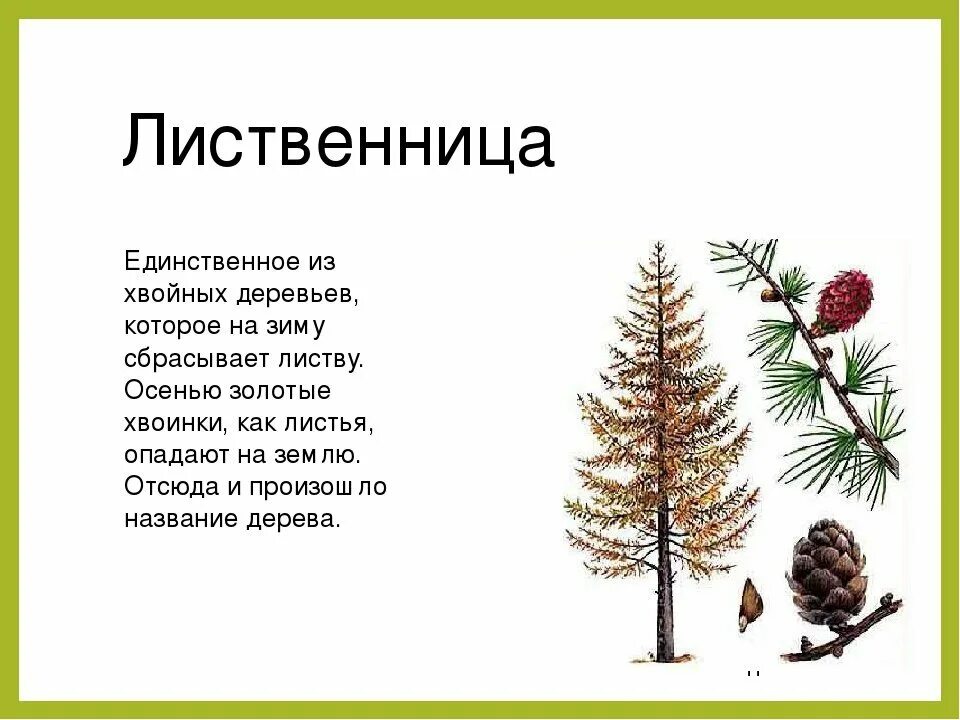 Лиственница сбрасывает на зиму хвоинки. Ель сибирская лиственница зимой. расположение хвоинок у лиственницы. пихта шишки и хвоинки. сосна ель лиственница шишки.