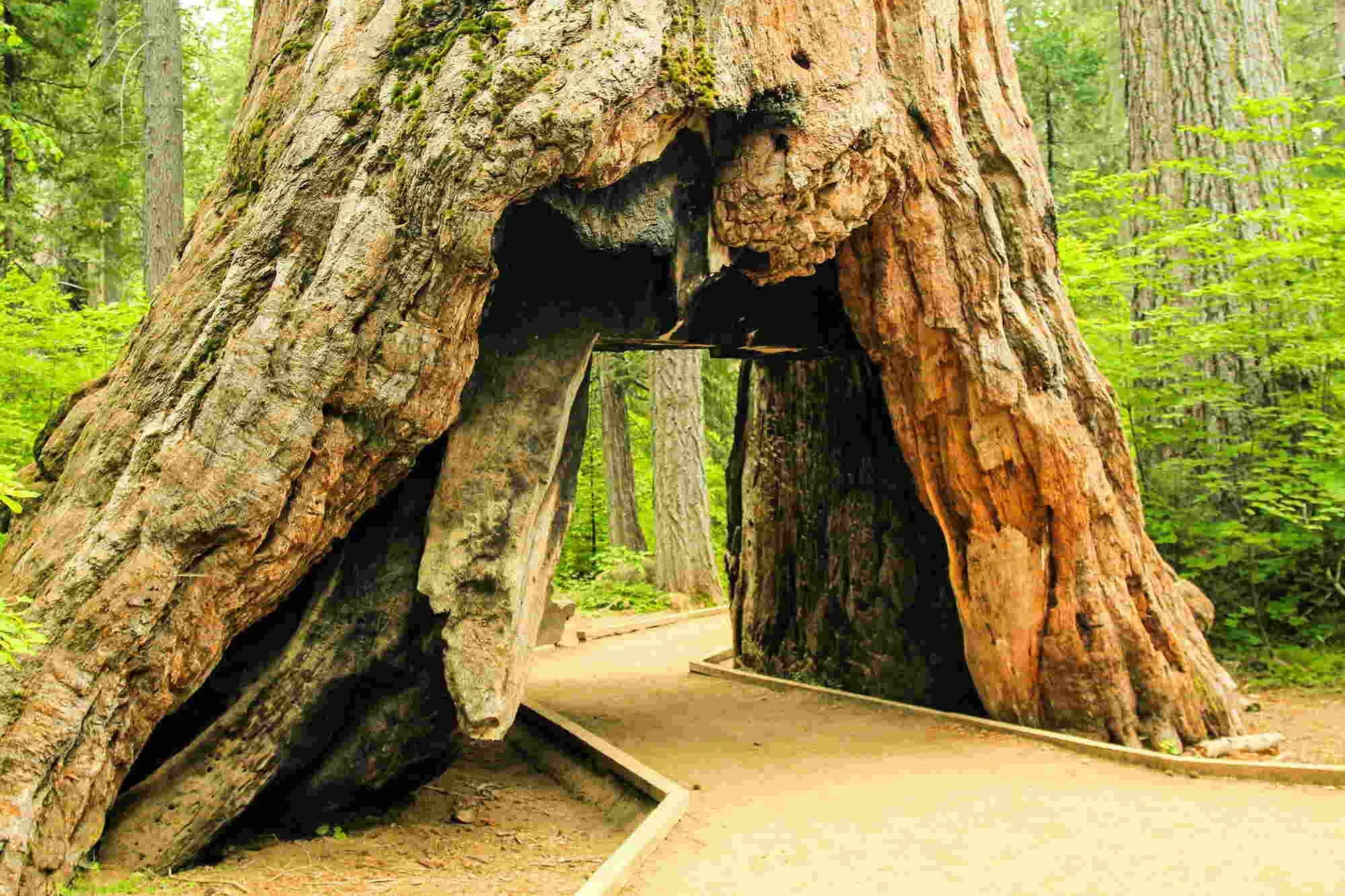 Огромные стволы деревьев. Парк Секвойя Калифорния туннель. Секвойя дерево. Секвойя-арка парк Калаверас. Секвойя дерево дом.