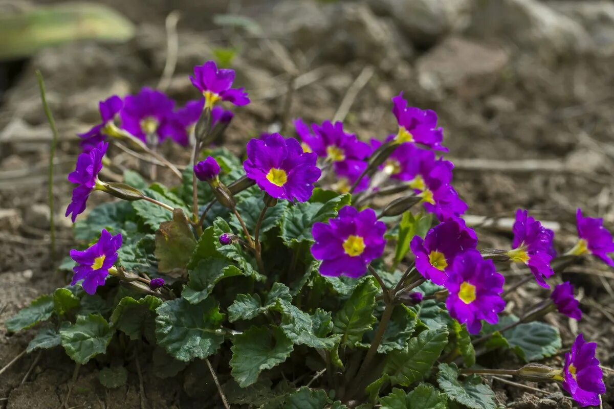 Примула (первоцвет) бесстебельная Wanda Lilac. Примула мелкоцветковая синяя. Примула юлии