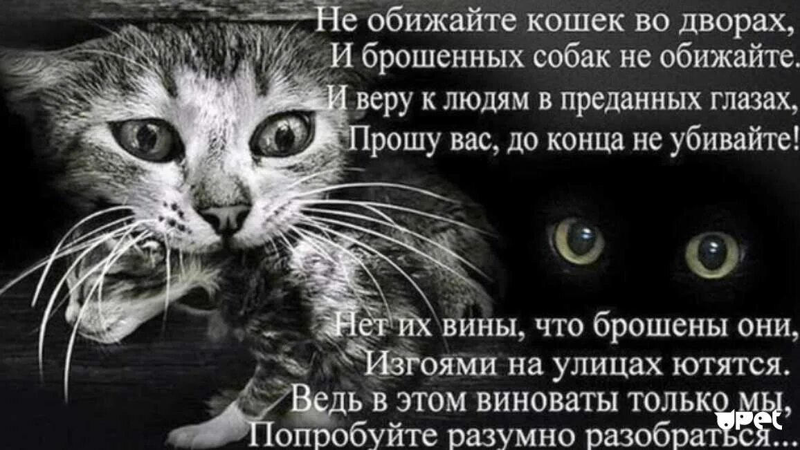 Что чувствует кошка когда ее обижают. Что чувствует кошка когда ее обижают. Кошка скучает. Что чувствует кошка когда ее обижают. Мы чувствуем животные.