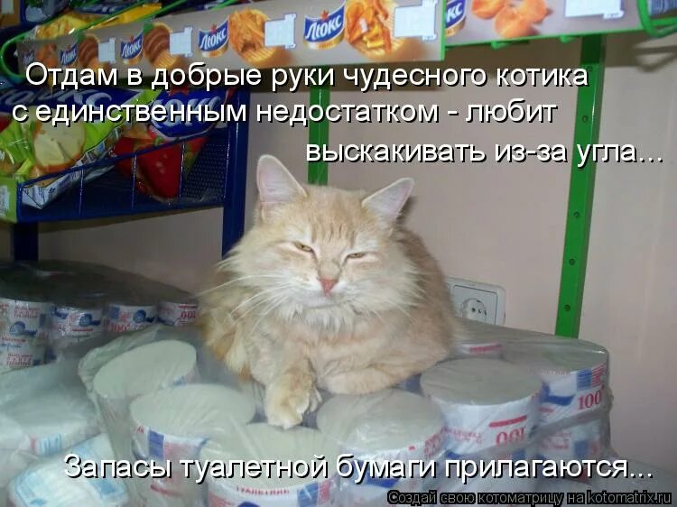 У нас живет чудесный кот