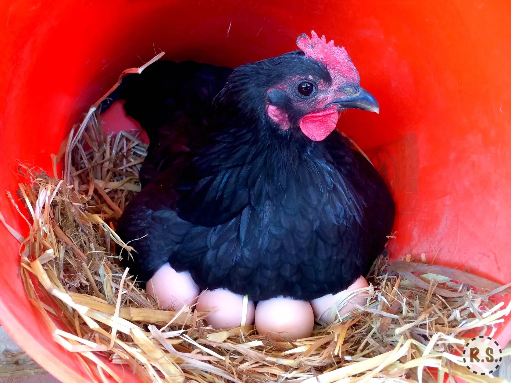 Несущие курицы. Курица. темное яйцо у курицы. курица чернушка. lay eggs.