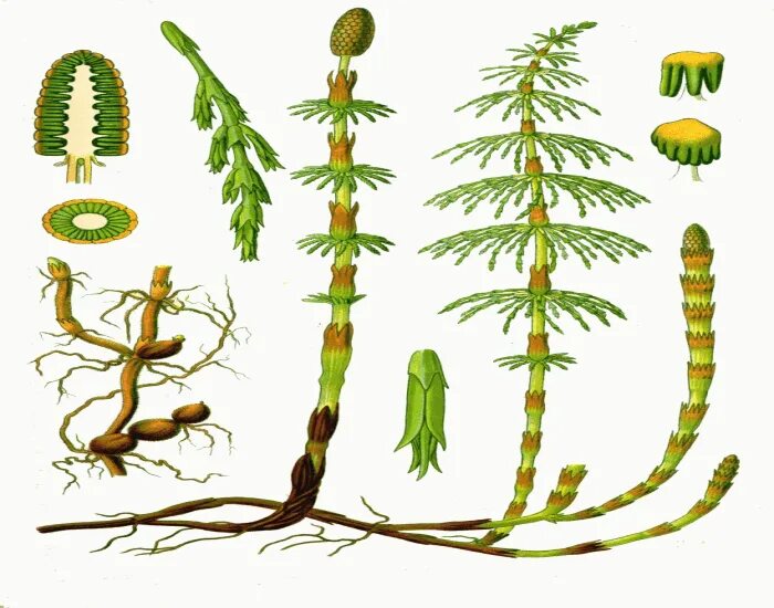Хвощ полевой корневище. Хвощ полевой и плаун. Побеги хвоща полевого. Весенний побег хвоща полевого. Хвощ полевой группа организмов