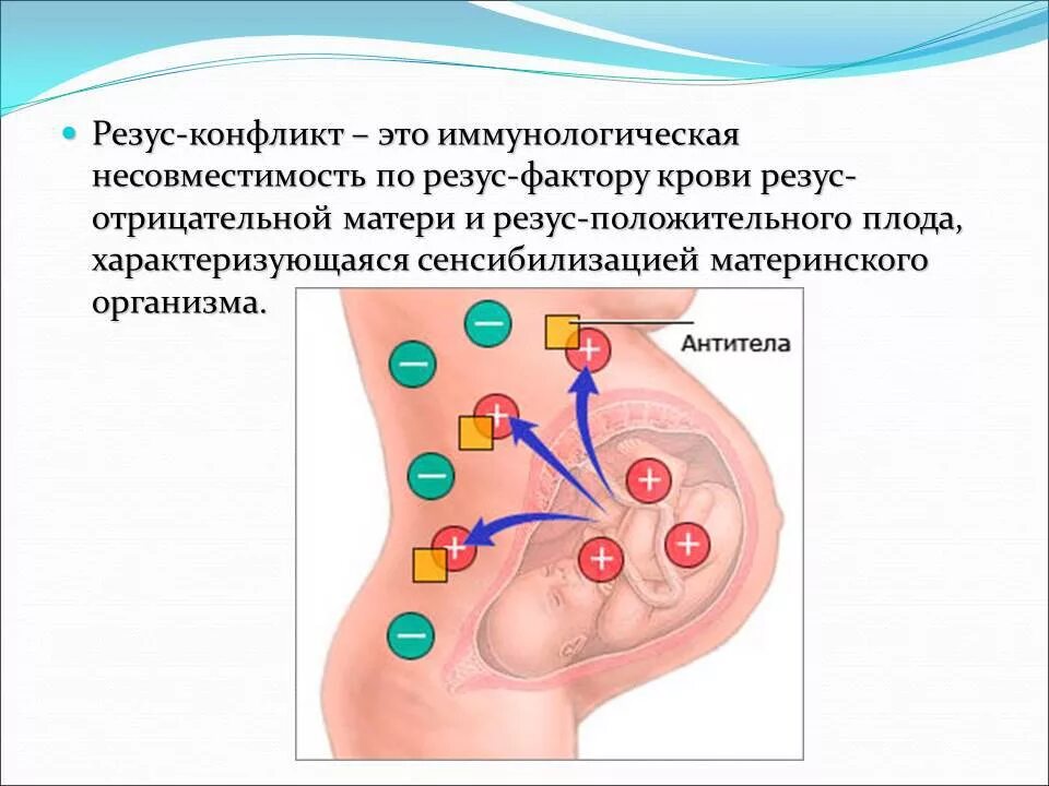 Резус фактор плода по крови. При несовместимости крови матери и плода по резус-фактору. Механизм развития резус конфликта схема. Последовательность стадий развития резус- конфликта. Иммунологическая несовместимость матери и плода.