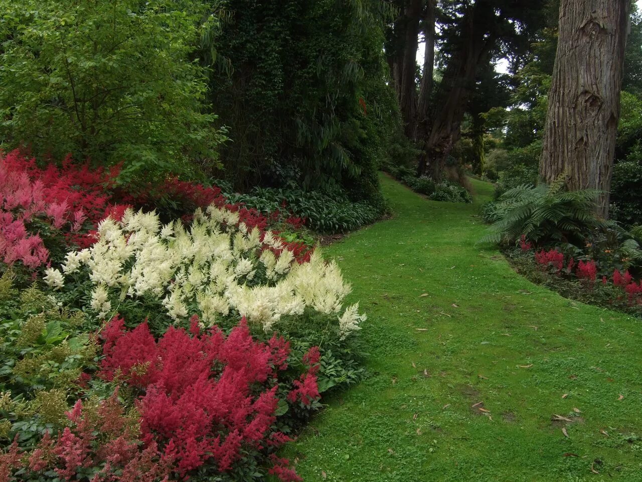 Клумба Хоста и астильба. Астильба с хвойниками. Сад Maple Glen Garden, новая Зеландия. Астильба Лесная. Растения для тенистого сада