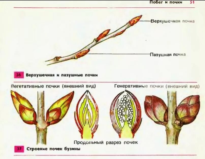 Строение листовой почки. Строение почки тополя. Строение почки и побега. Внутреннее и внешнее строение почки тополя. Какую функцию выполняет пазушная почка