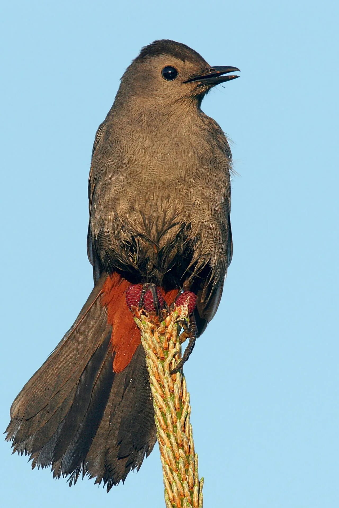 Dumetella carolinensis. Птицы. Хвост птицы. Маленькие птицы.