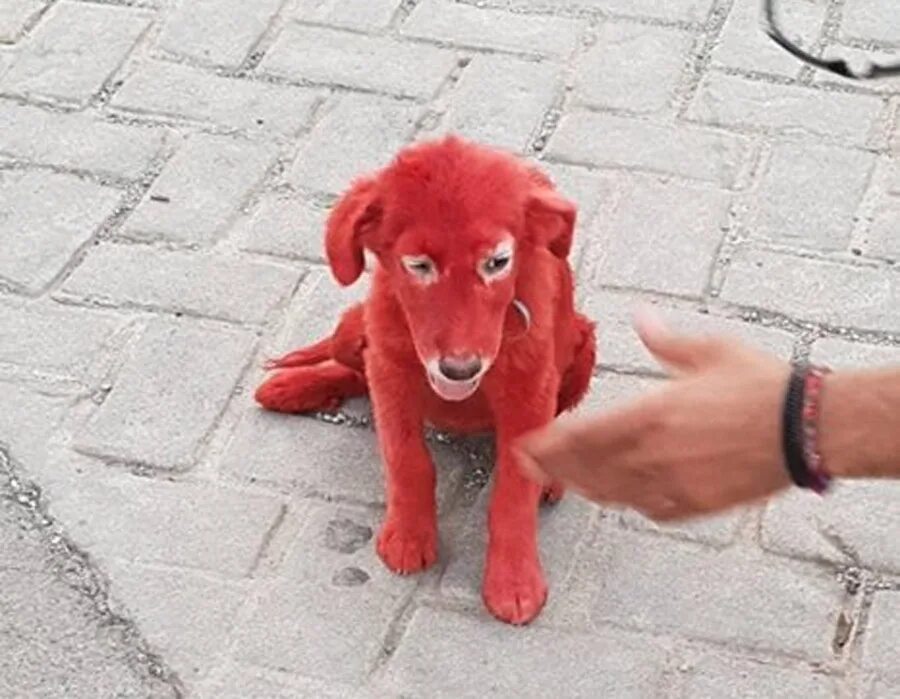 Красная собака. Собачка красного цвета. Собаки красного оттенка. Красная собака настоящая. Красная собака купить