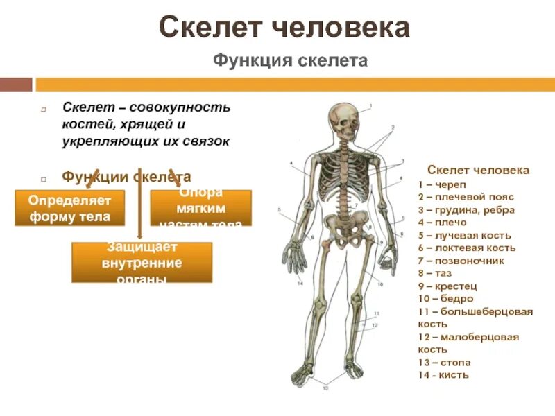 Строение и функции скелета человека. Строение и функции скелета человека
