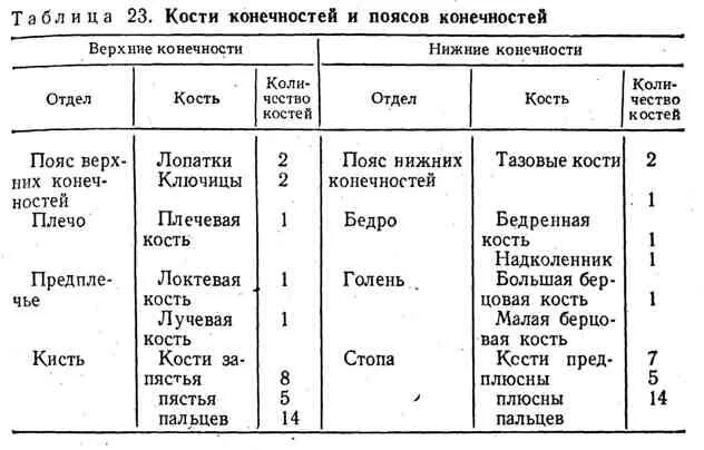 Таблица скелет верхних конечностей. Строение скелета поясов верхних и нижних конечностей таблица. Скелет верхних конечностей человека анатомия таблица. Суставы верхней конечности таблица. Скелет конечностей таблица Верхние и нижние конечности.