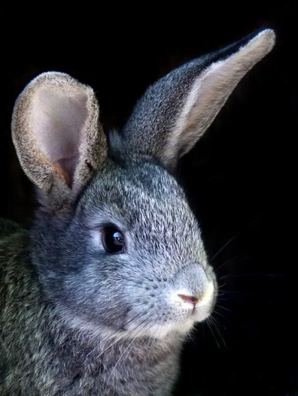 Как читается rabbit