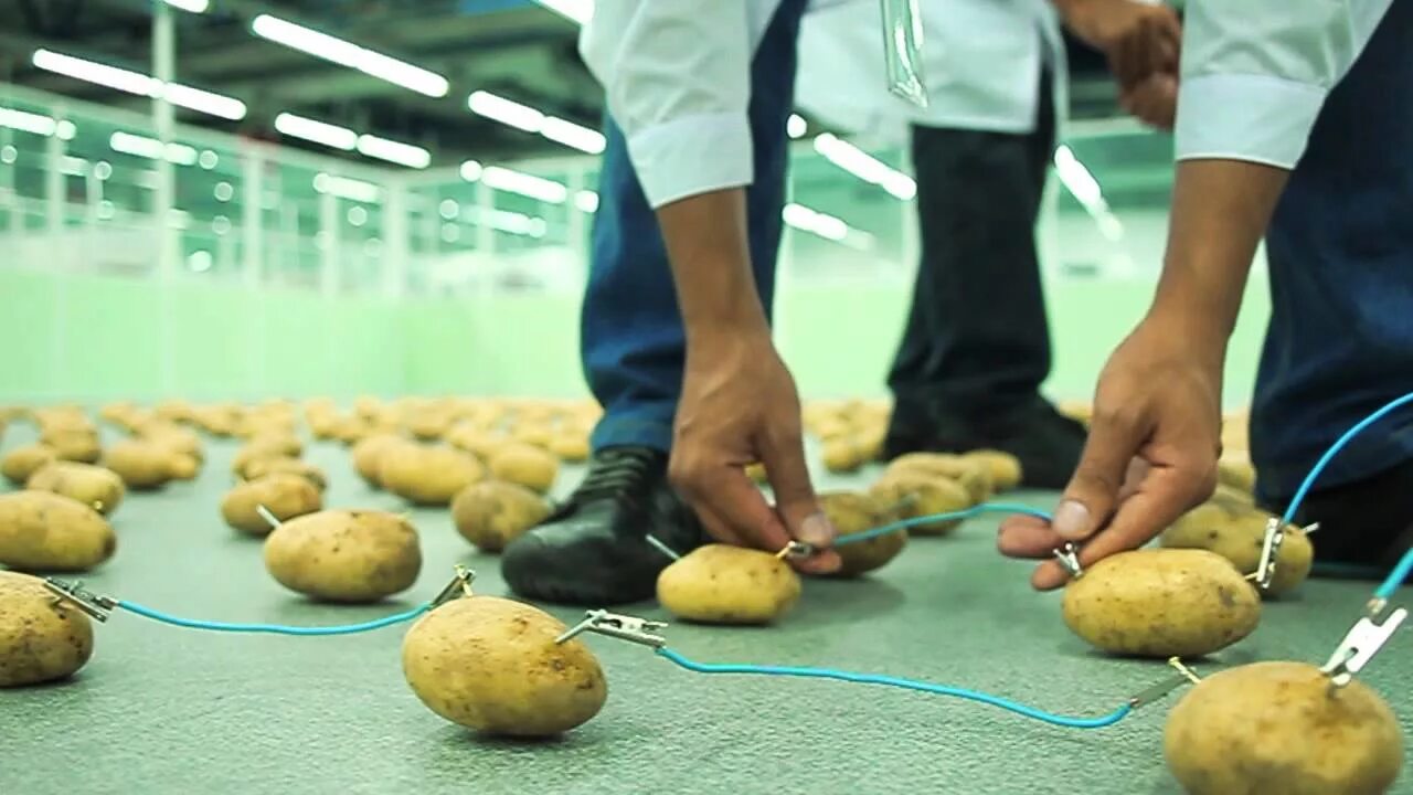 Картошка туц тудуц. Электричество из картошки. энергия из картошки. электро картошка. батарейка из картошки.