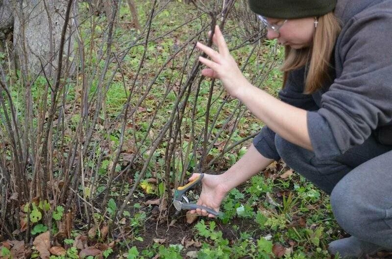 Чем обработать кусты черной смородины. Омолодить куст смородины. Весенняя обрезка смородины черной. Смородина черная куст. Обрезка кустов смородины весной.