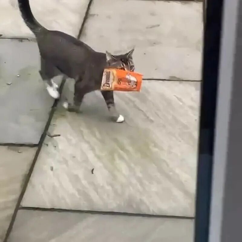 Кошка потерялась на улице. Кот сбежал из дома. Кот сбегает из дома. Кот сбегает из дома. Кот сбежал из дома.