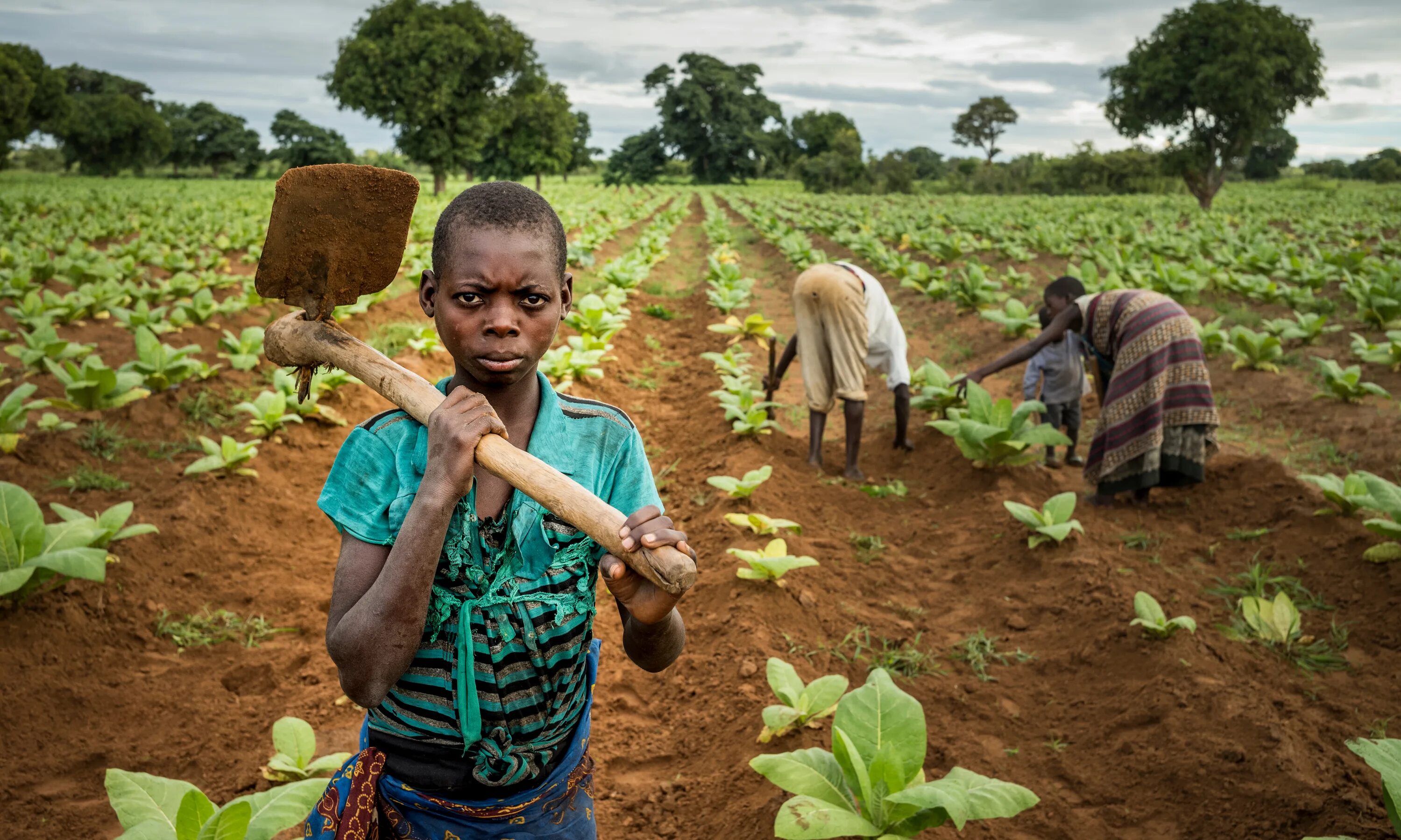Africa grows. Табак Малави плантации. Негры на плантации. Табак в Африке. Табачные плантации в Африке.