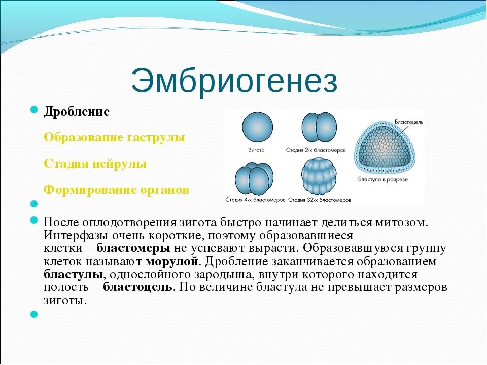 Стадии эмбрионального развития бластула гаструла. Биология 9 класс эмбриональный период развития дробление. Стадии эмбрионального развития организма. Этап дробления в эмбриональном периоде. Первая стадия зародышевого развития в результате которой