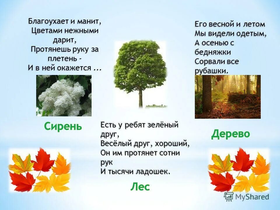 загадки. его весной и летом мы видели. загадки про весну для 2 класса. его весной и летом видели одетым а осенью. загадка его весной и летом.
