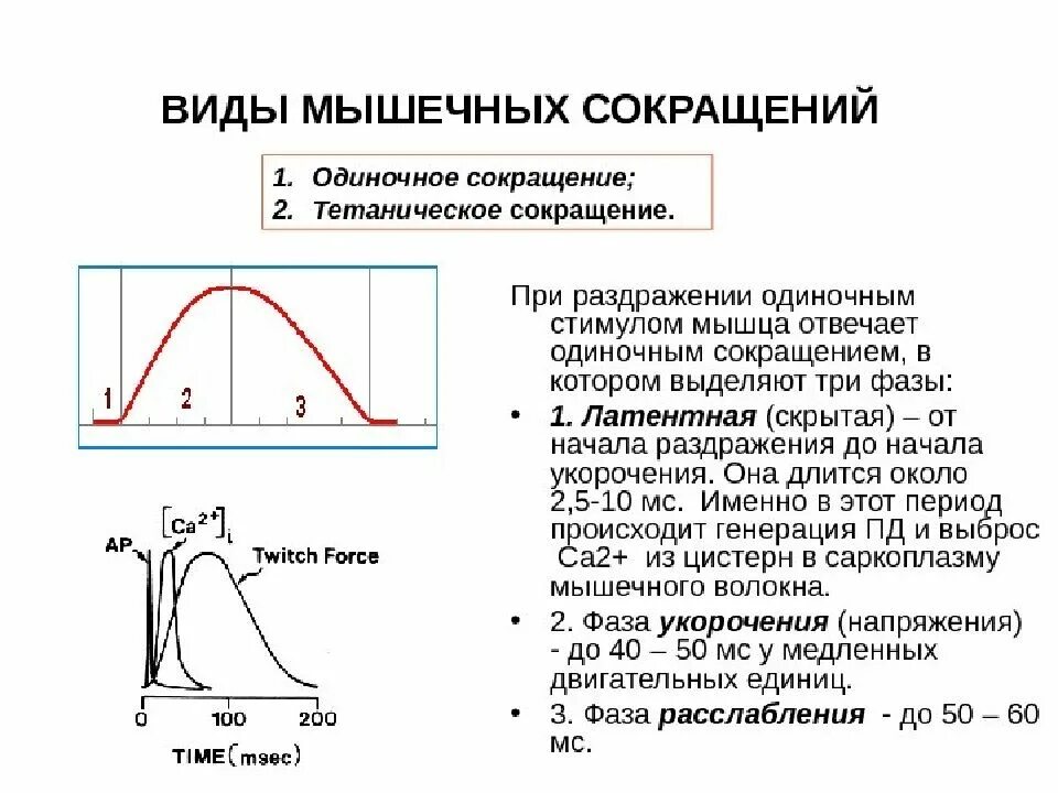 Виды мышечного сокращения в зависимости от частоты раздражения. Кривая одиночного мышечного сокращения фазы. Одиночное мышечное сокращение его фазы. Виды мышечных сокращений одиночное мышечное сокращение. Какой ток вызывает сокращение мышц