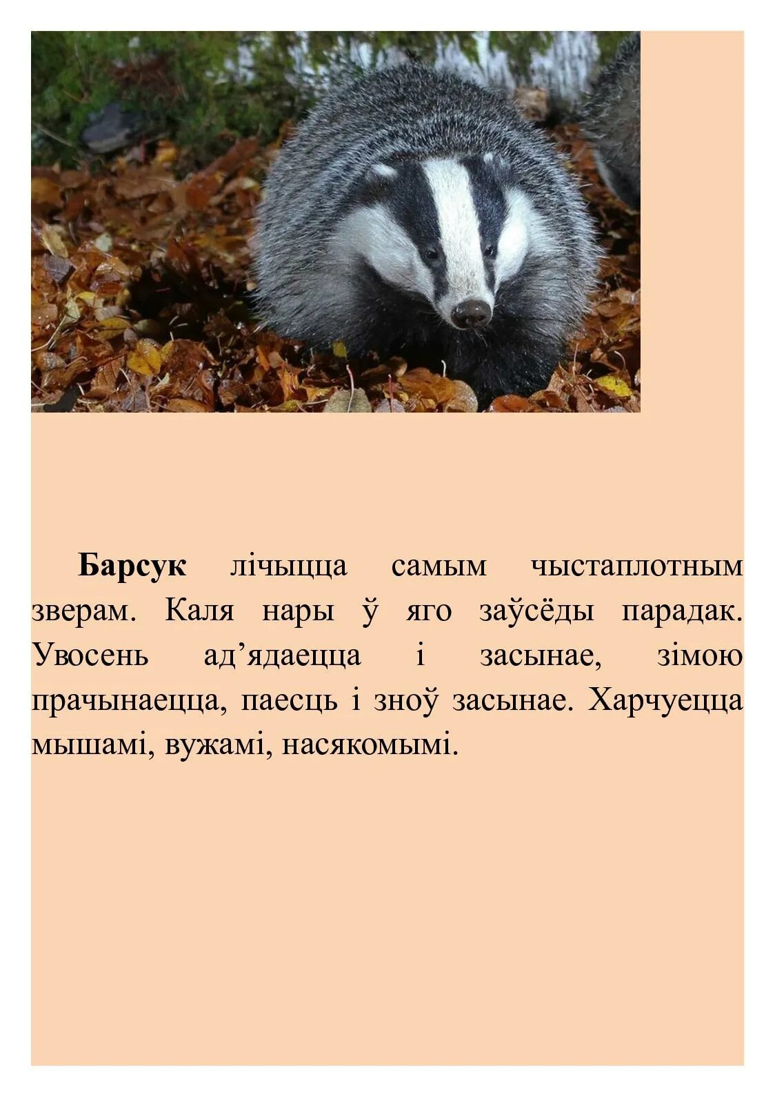 прогноз погоды барсуки. барсуки тула. барсуки тульская область. барсуки город. барсуки тульская область скалы.