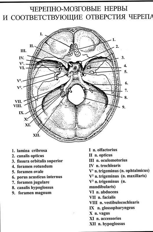12 пар черепно мозговых нервов на черепе. Корешок 6 пары чмн. Выход 12 пар черепных нервов из мозга. Места выхода черепно мозговых нервов из мозга. 12 пар черепных нервов выход из черепа.
