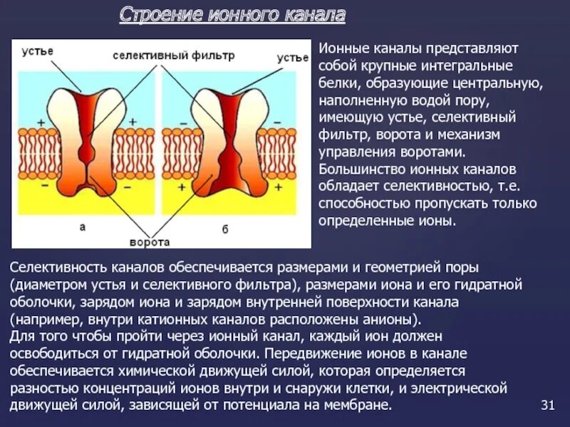 Строение и функции ионных каналов. Ионные каналы типы ионных каналов. Строение ионного канала. Структура ионного канала.