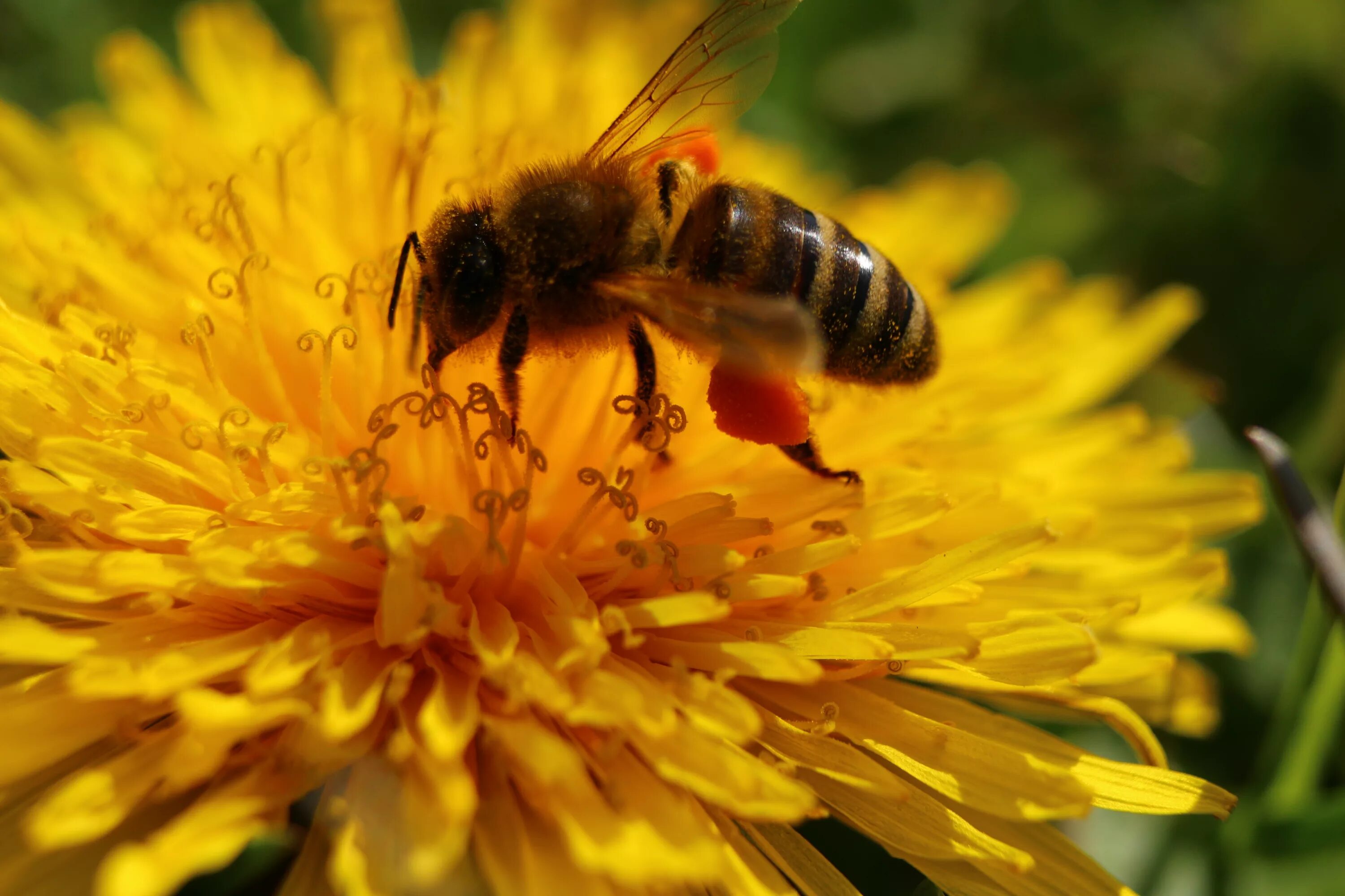 Собирает нектар и пыльцу. Пчела на цветке. Пчелки на цветах. Пчелы в природе.
