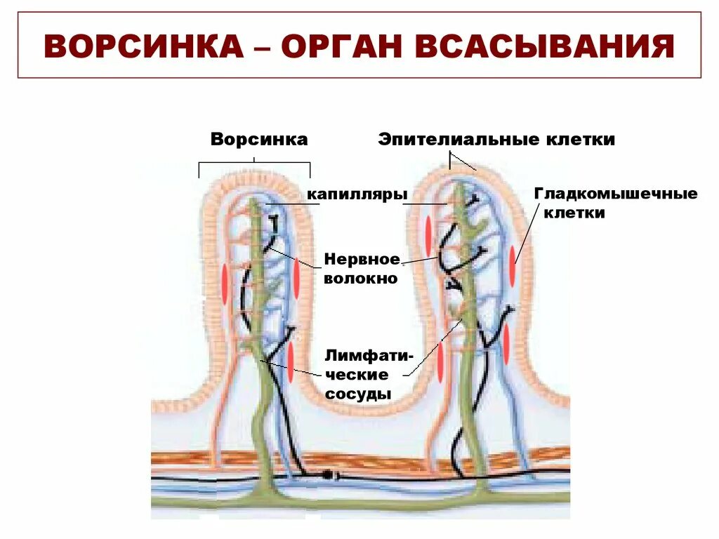 Ворсинки тонкого кишечника всасывание. Микроворсинок тонкого кишечника. Кишечник ворсинки всасывание. Всасывание в кишечных ворсинках. Какие вещества всасываются через ворсинки тонкого кишечника