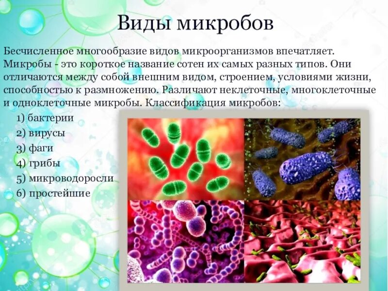 2 бактерии 1 8. Виды микроорганизмов. Микроорганизмы это. Виды бактерий. Микробы виды классификация.