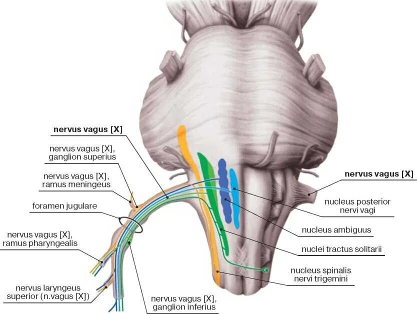 10 черепной нерв. Дорсальное ядро блуждающего нерва. Ядра блуждающего нерва в продолговатом мозге. Заднее ядро блуждающего нерва. Блуждающий нерв nervus Vagus.