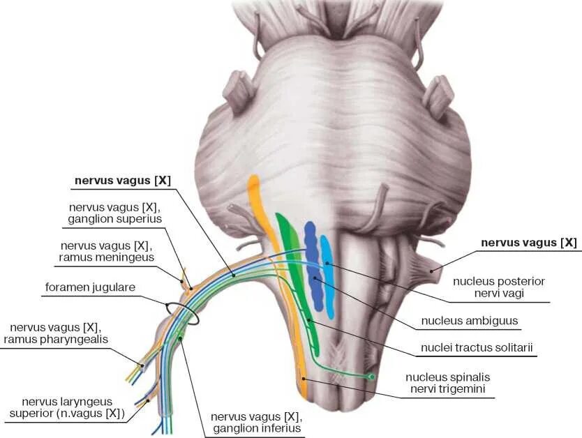 Нервные продолговатого мозга. Ядра блуждающего нерва в продолговатом мозге. Дорсальное ядро блуждающего нерва. Блуждающий нерв анатомия ядра. Ядра nervus Vagus.