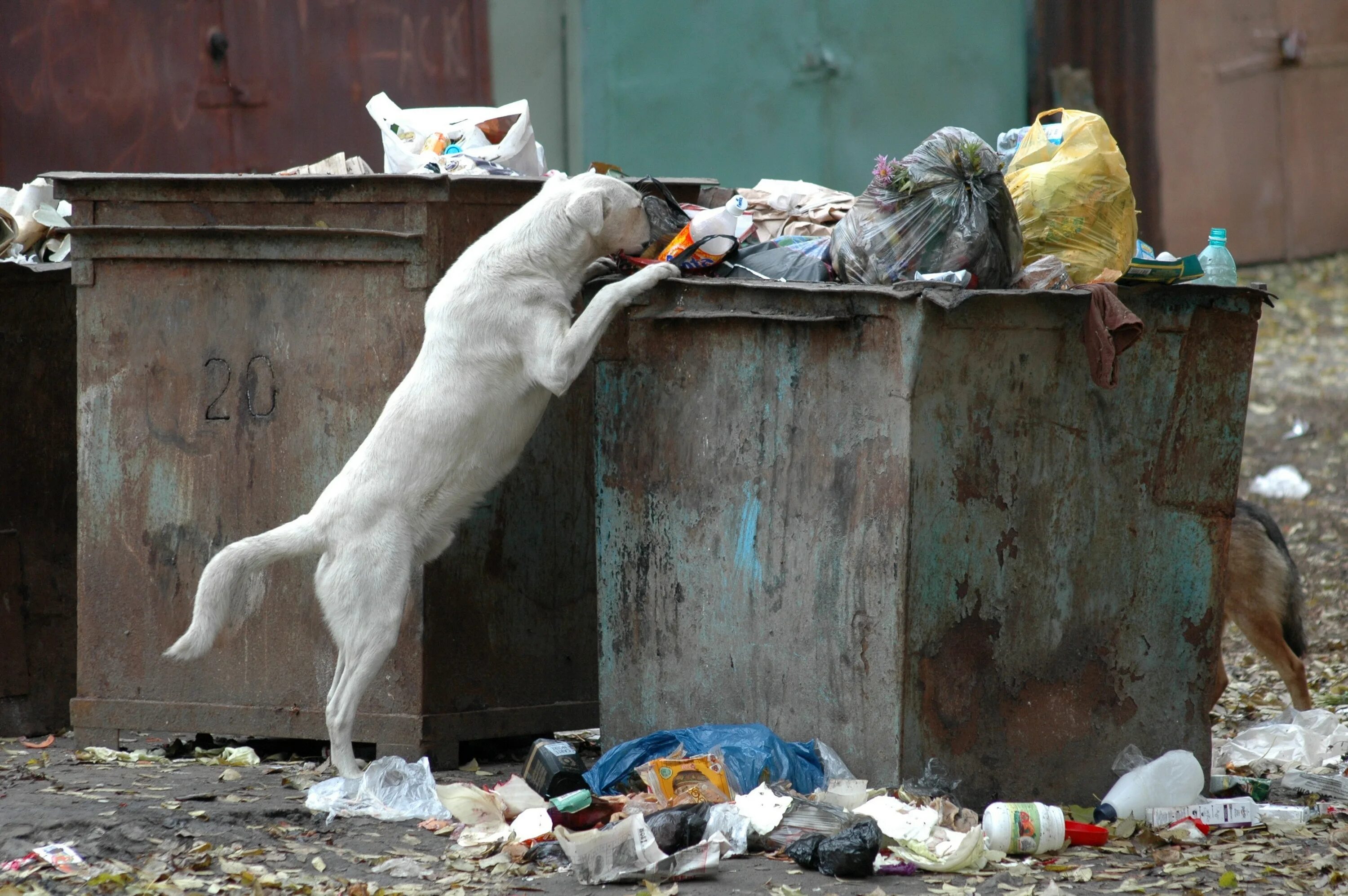 Собака роется в мусорке.