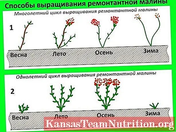 Схема обрезки малины осенью для новичков в картинках. Обрезка малины на уровне земли зимой. Как обрезать малину весной правильно на какую высоту. Обрезка малины зимой в феврале январе. Обрезка малины весной как правильно