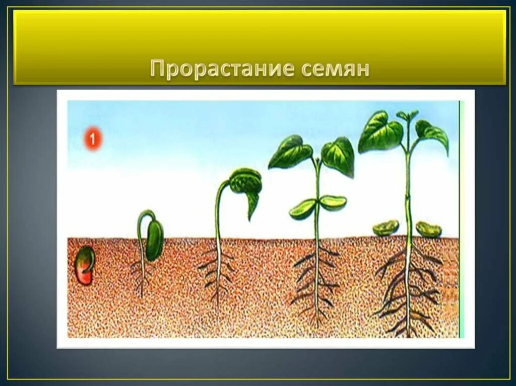Как называется процесс когда растение растет. Стадии прорастания семян фасоли. Схема прорастания гороха. Схема этапы прорастания семян. Схема рисунок прорастания семени.
