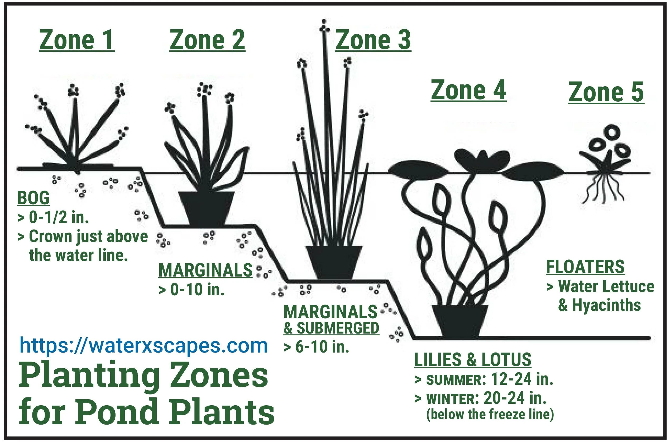 You the Plants Water ответ. Водные растения глубина РО. Ecosystem Zones of a Pond.