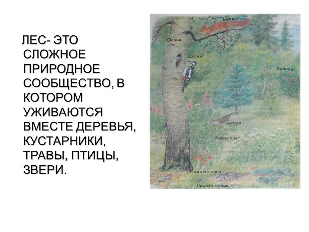 Лес это сложное природное сообщество. Рассказ о Лесном сообществе. Рассказ о природном сообществе лес. Небольшой рассказ о природном сообществе лес. Почему лес природное сообщество