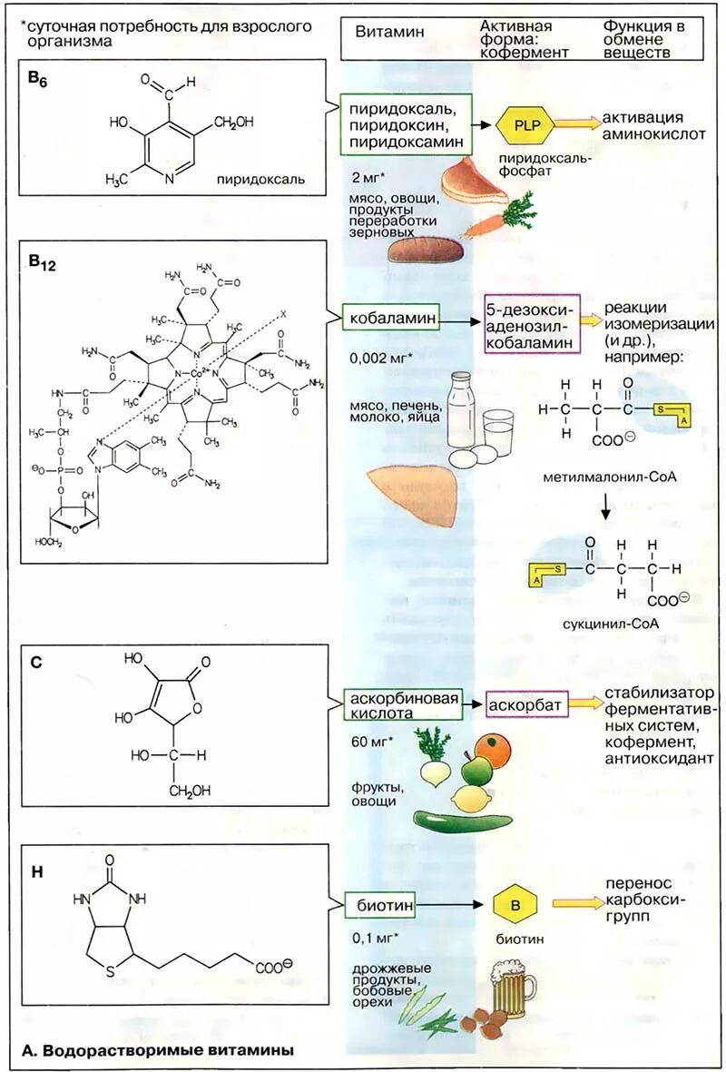 Формулы водорастворимых витаминов биохимия. Водорастворимые витамины биохимия. Водорастворимые витамины химическое строение. Функции водорастворимых витаминов биохимия. Заболевания водорастворимых витаминов