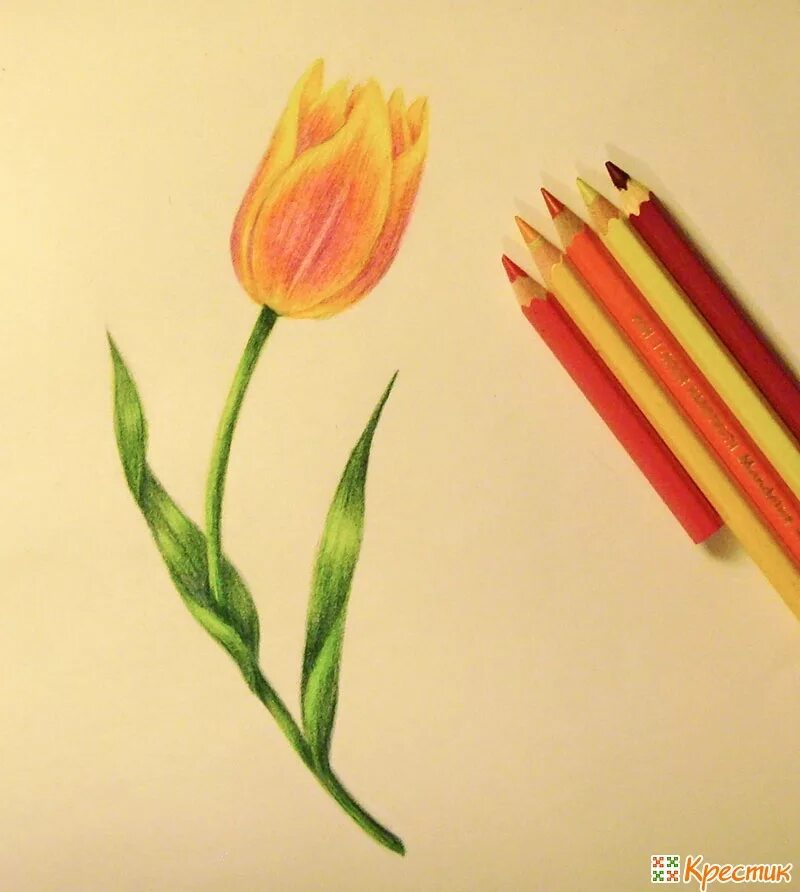 праздник цветных карандашей. цветные карандаши крупным планом. искусство карандашом. рисунки карандашами призмаколор. стекло цветными карандашами.