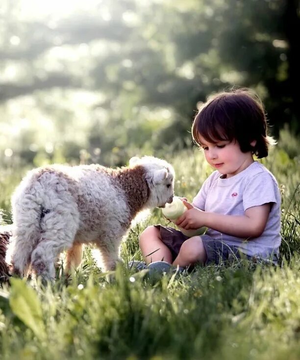 Young petting. Мальчик с ягненком. Мальчик с овечкой. Овца мальчик. Мальчик барашек.