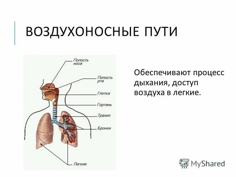Какие процессы обеспечивают дыхание