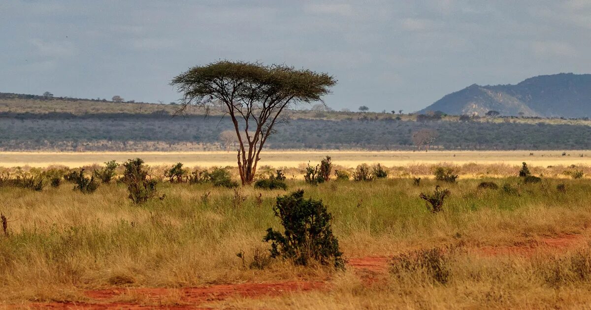 Кения какую. Кения африка. цаво кения. климат кении. tsavo east national park.