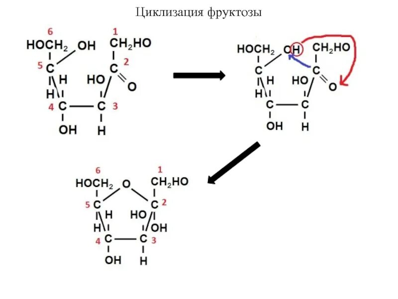 Схема образования цикло оксо таутомерии. D фруктоза таутомерные формы. Фруктоза в цикле. Таутомерные формы глюкозы и фруктозы. Фруктоза в цикле.