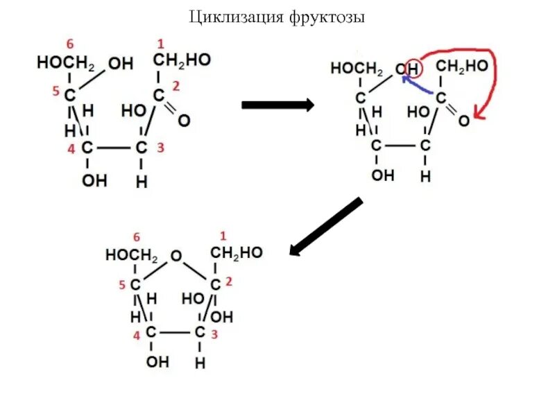 Фруктоза и водород. Фруктоза циклическая формула. Циклическое строение фруктозы. Циклическая фруктоза это полуацеталь. Циклизация фруктозы.