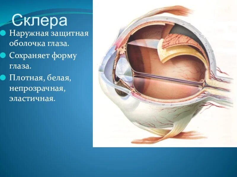 Как называется прозрачная часть белочной оболочки глаза. Склера строение анатомия. Белочная оболочка глаза склера. Склера глаза анатомия. Склера глазного яблока анатомия.