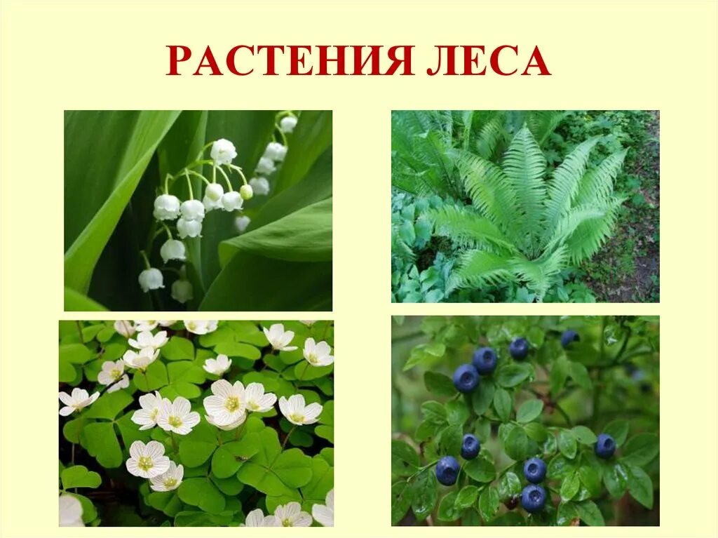 Растения зоны широколиственный лес. Растительное сообщество это в биологии. Растения в лесу названия. Примеры растений лесной растительности. Растения леса.