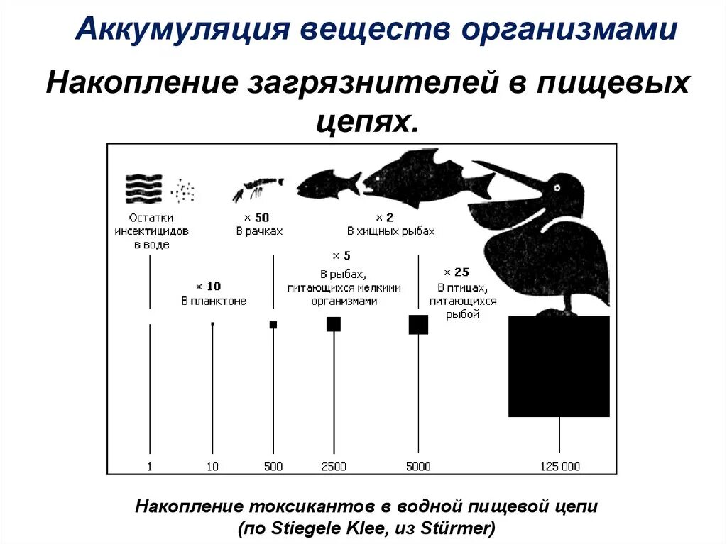 Где наибольшая концентрация живых организмов. Накопление пестицидов в пищевых цепях. Накопление токсичных веществ в пищевых цепях. Накопление токсических веществ в организме животных. Аккумуляция веществ организмами.