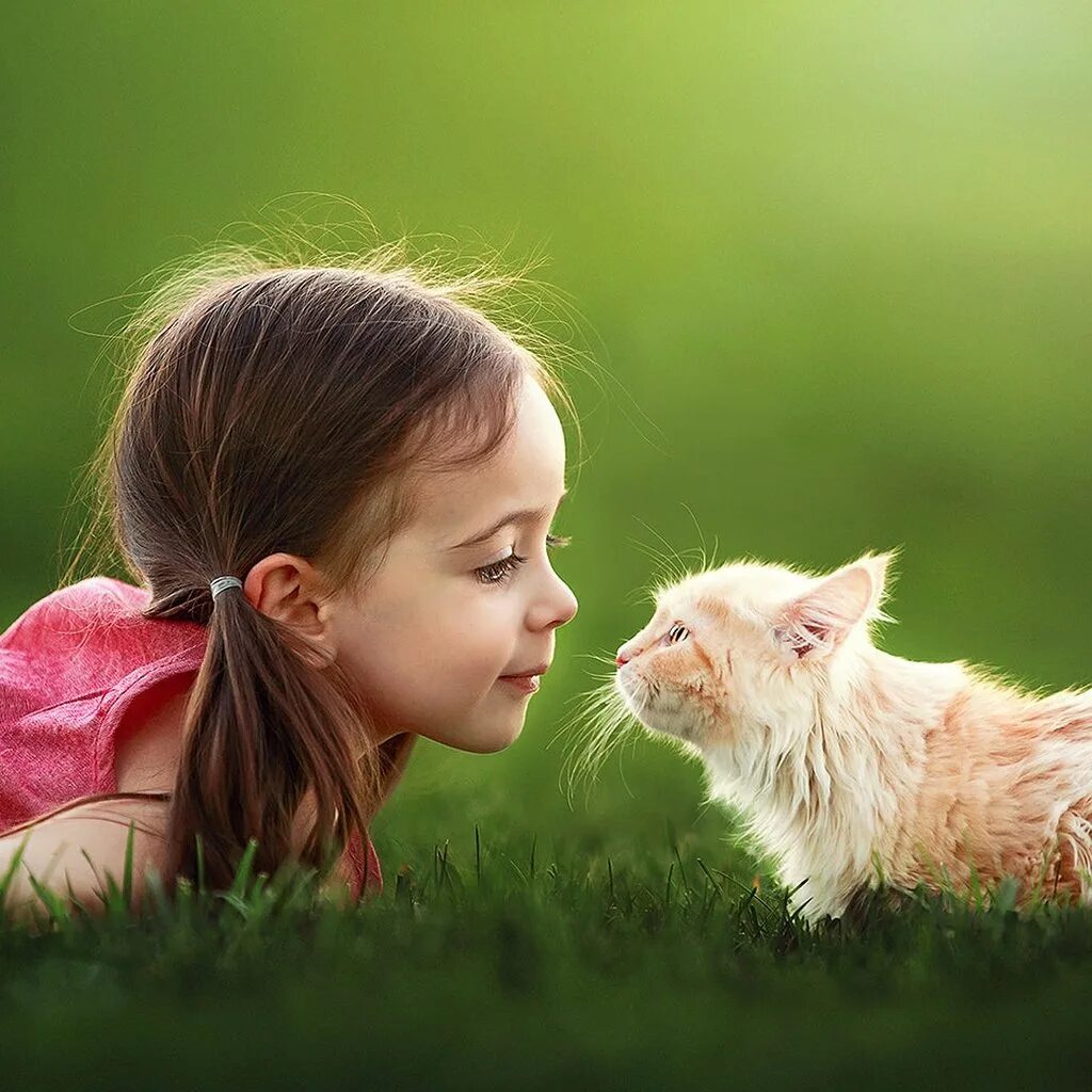 Воспитания кошек и котов. Воспитание котенка. Котенок девочка как воспитывать. Воспитанные кошки. Дрессировка кошек.