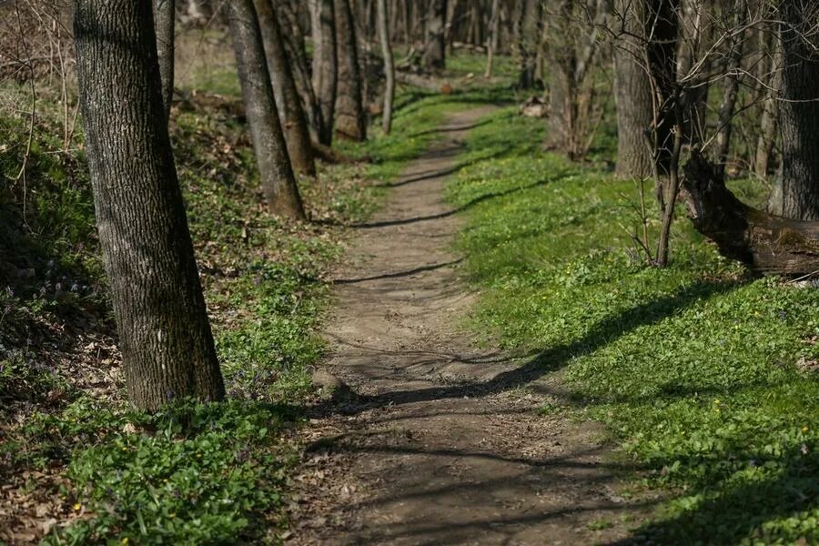 Номера дорожек на дереве. Город москва парки гулять. Тропинка в дубраве. Липовая роща кузедеево. Благоустройство липовой рощи в одинцово.