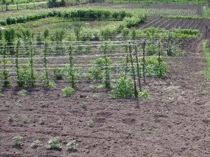 Посадка малины в ряд расстояние